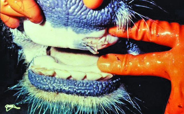 ‘Cost of South Africa’s FMD outbreak could reach R10 billion’ ‘Cost of South Africa’s FMD outbreak could reach R10 billion’