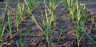 garlic crop