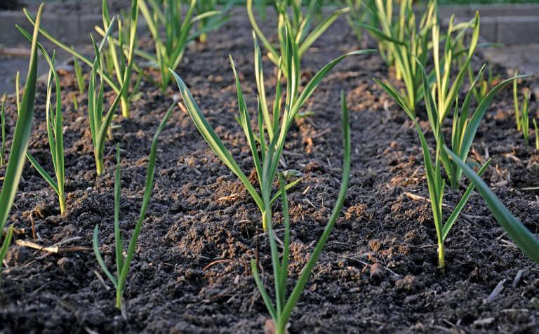 Growing garlic: a golden opportunity for SA farmers