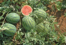 watermelon