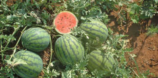 watermelon