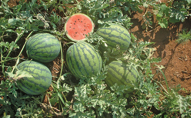 Know your watermelon varieties