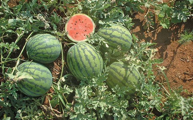 Know your watermelon varieties Know your watermelon varieties