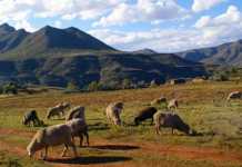 wool sheep in Lesotho
