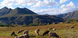 wool sheep in Lesotho