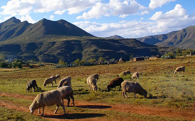 ‘Wool sheep from Lesotho now being slaughtered in SA’