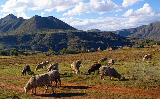 ‘Wool sheep from Lesotho now being slaughtered in SA’ ‘Wool sheep from Lesotho now being slaughtered in SA’