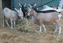 Toggenburg goats