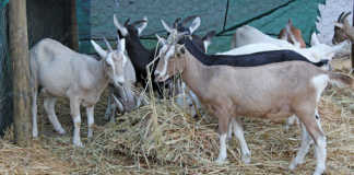 Toggenburg goats