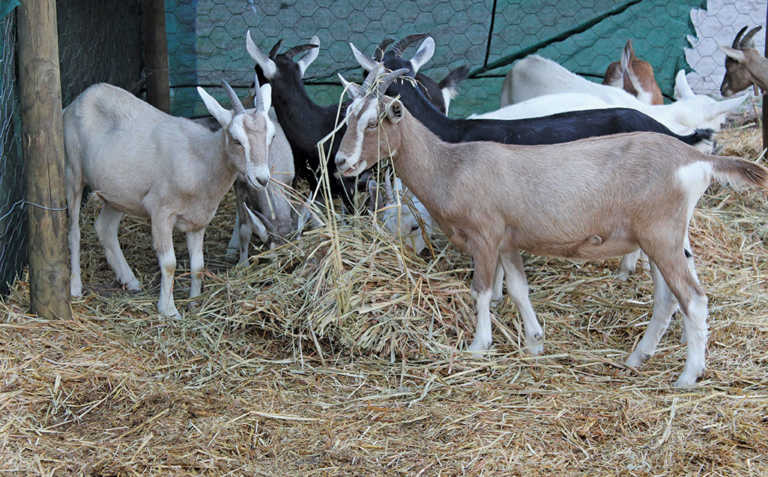 A sturdy breed: some Toggenburg basics