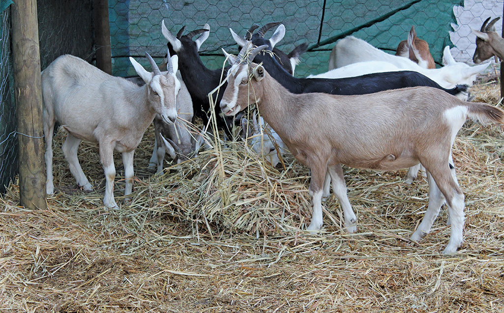 Toggenburg goats