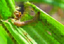 Fall armyworm spreading fast across China