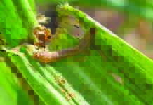 Fall armyworm spreading fast across China