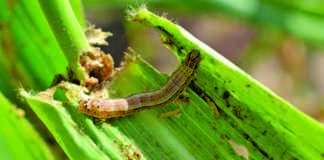 Fall armyworm spreading fast across China