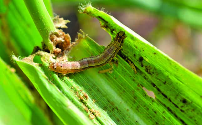 Fall armyworm spreading fast across China