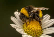 Domestic honeybee diseases threaten wild bumblebees