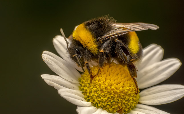 Domestic honeybee diseases threaten wild bumblebees