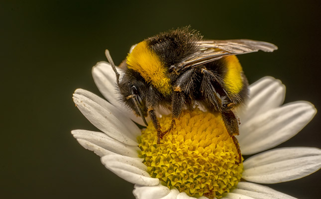 Domestic honeybee diseases threaten wild bumblebees Domestic honeybee diseases threaten wild bumblebees
