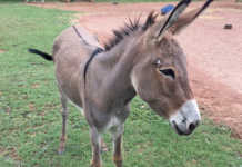 donkey