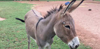 donkey