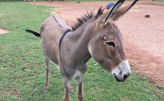 The care unit that treats neglected horses and donkeys