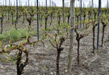 France declares natural disaster after storms devastate crops