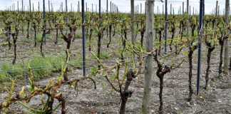 France declares natural disaster after storms devastate crops