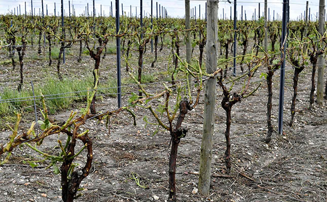 France declares natural disaster after storms devastate crops France declares natural disaster after storms devastate crops