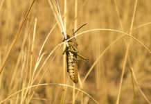 Worst locust invasion in Sardinia for 60 years