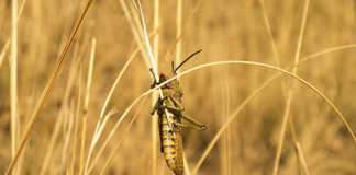 Worst locust invasion in Sardinia for 60 years