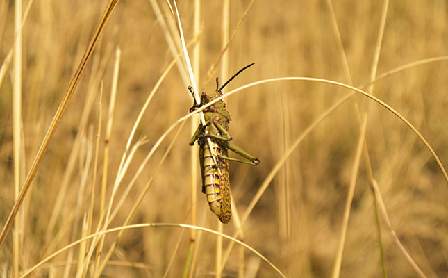 Worst locust invasion in Sardinia for more than 60 years