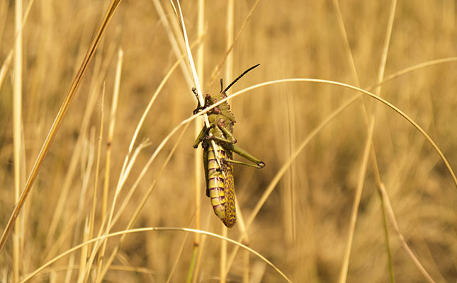 Worst locust invasion in Sardinia for more than 60 years Worst locust invasion in Sardinia for more than 60 years