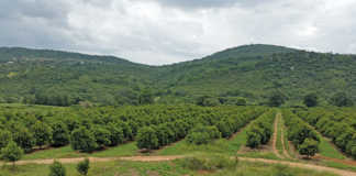 Macadamia farm