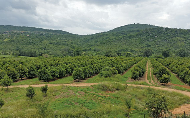 Macadamias take Hazyview vegetable farmer to the next level