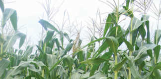 54% smaller maize harvest expected for Zimbabwe in 2019