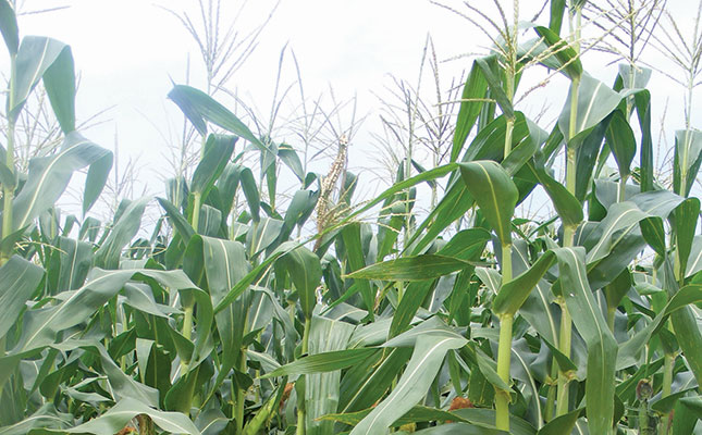 54% smaller maize harvest expected for Zimbabwe in 2019