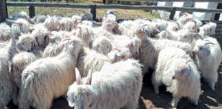 mohair sheep