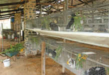 rabbits