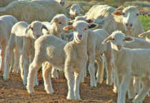 lamb and ewes