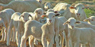 lamb and ewes