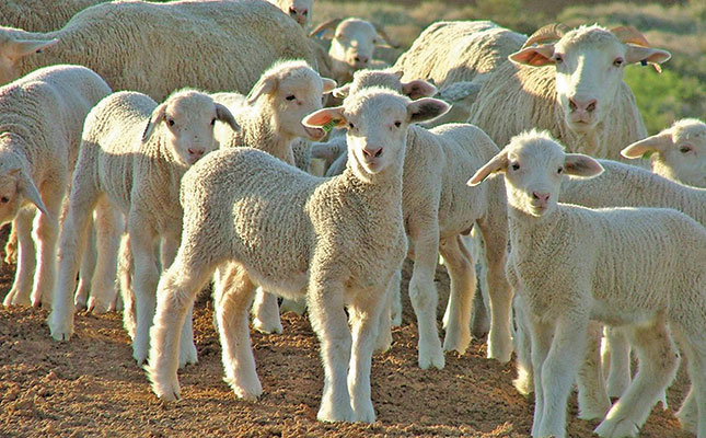 lamb and ewes