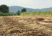 sugarcane