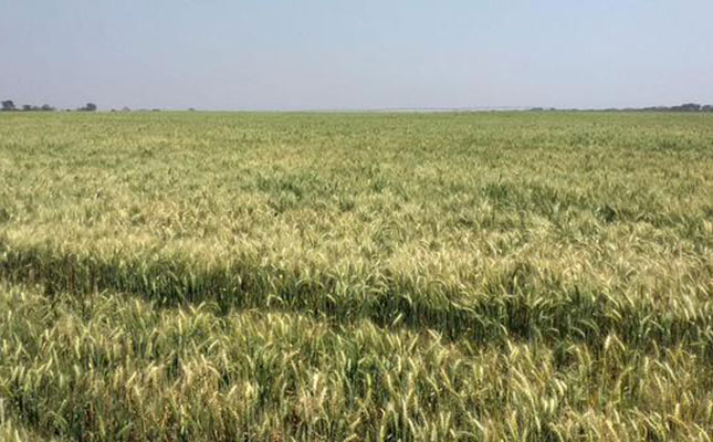 Mice ‘run amok’ in Swartland croplands Mice ‘run amok’ in Swartland croplands