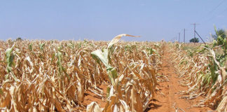 41 million people in Southern Africa to face food insecurity