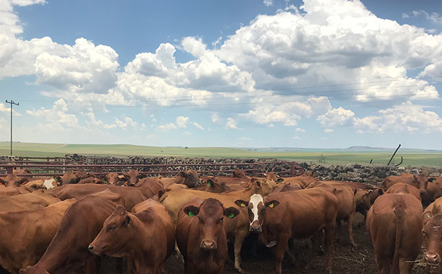 Better results with a single-breed herd on the Highveld