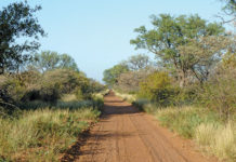 road_bushveld
