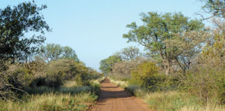 road_bushveld