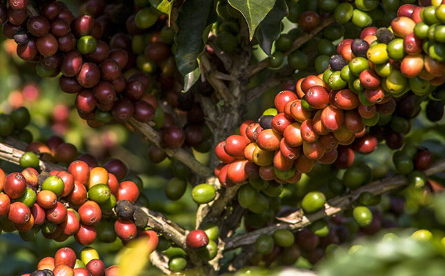 Coffee crisis brings coffee makers together Coffee crisis brings coffee makers together