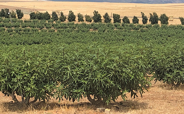 New system shows benefits of deep root irrigation New system shows benefits of deep root irrigation