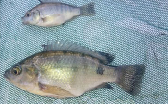 How to distinguish similar-looking juvenile cichlids